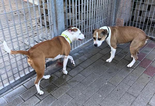 GODL E MAYA AMSTAFF Foto 4